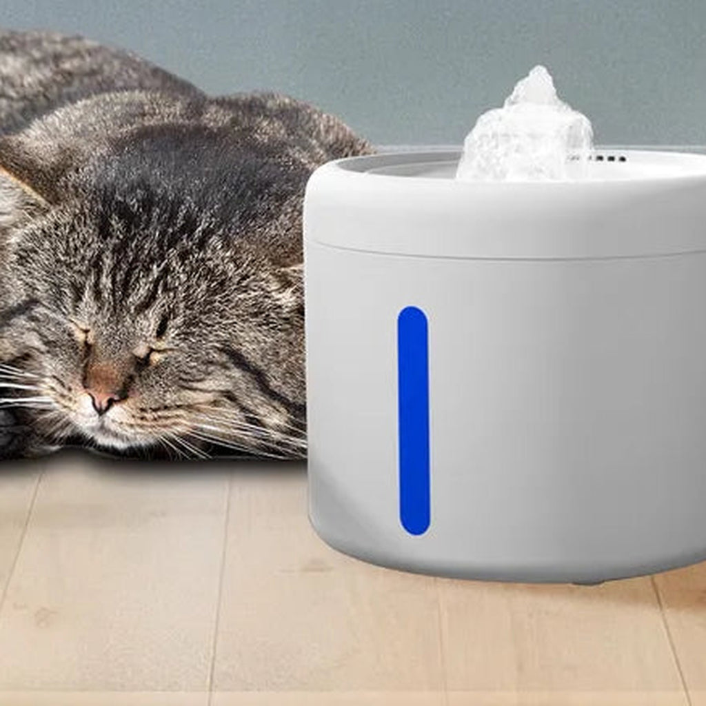 Tabby cat sleeping next to the quiet cat water fountain