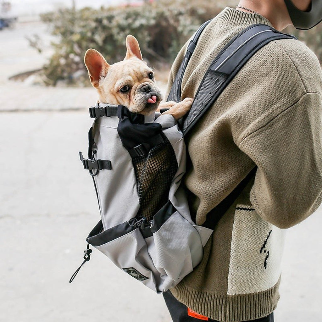French bulldog looking out of a grey legs-out dog carrier backpack