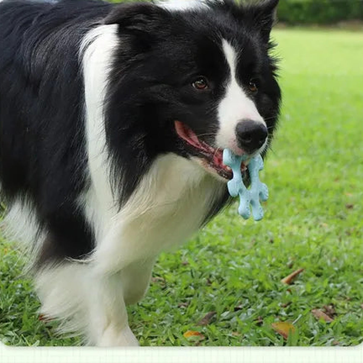 Black and white border collie carrying a blue flywheel fetch toy on grass