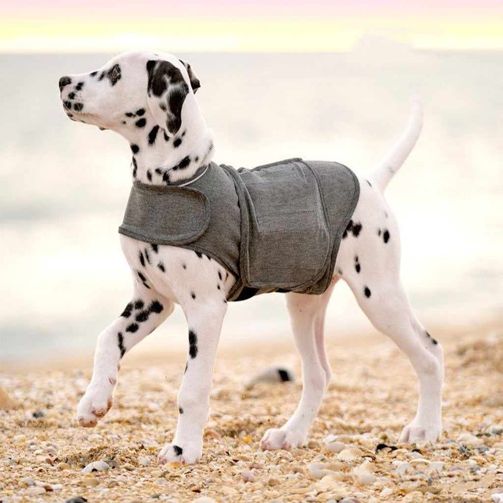 Dalmatian wearing a grey snug wrap dog vest on a beach