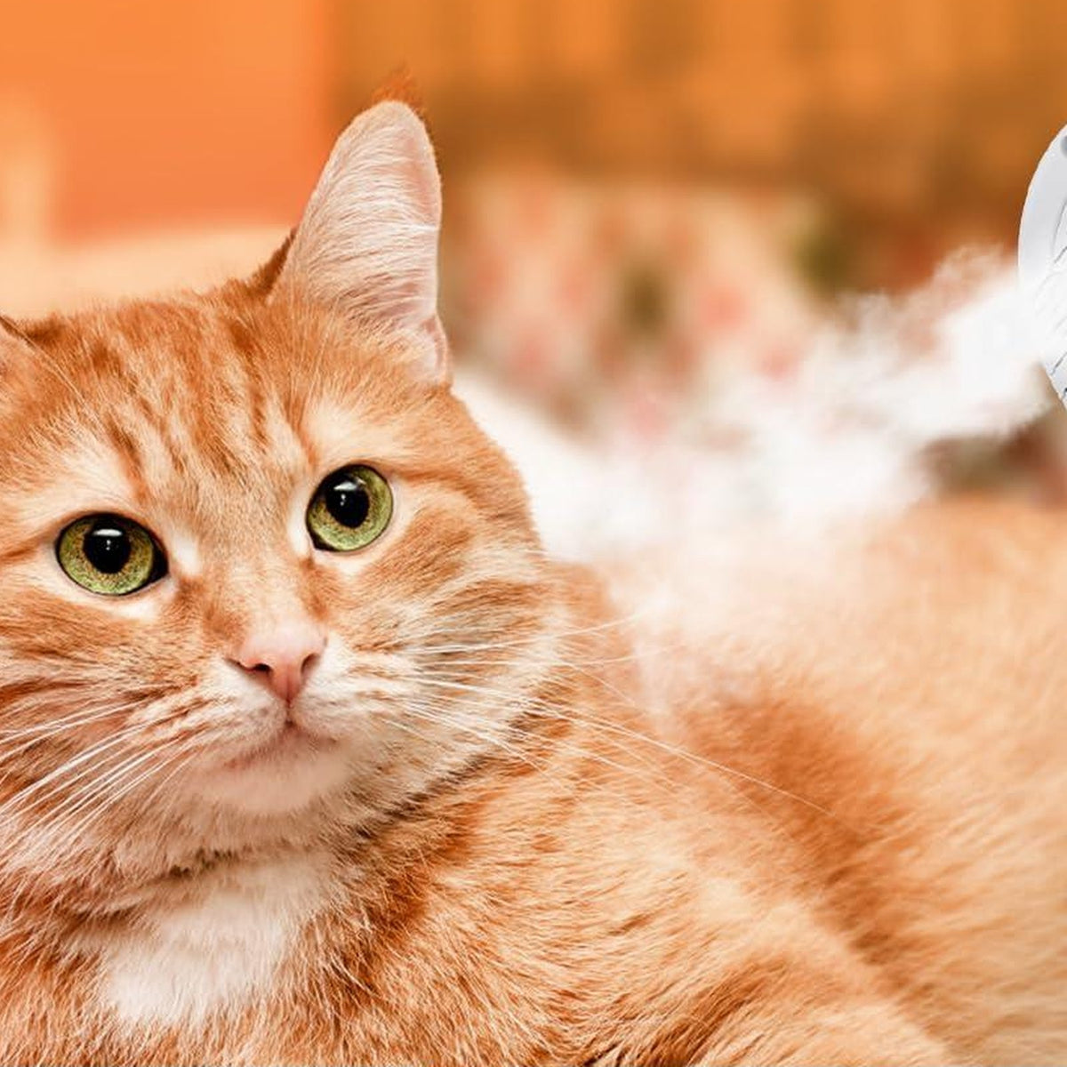 Ginger cat relaxing during a misting brush session